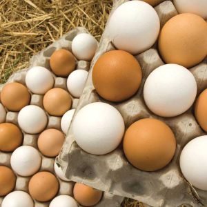 Eggs